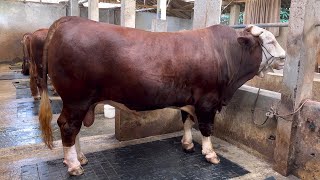 90% LEBIH SAPI TERJUAL…. SAMPAI KUALAHAN MELAYANI PESANAN IDUL QURBAN