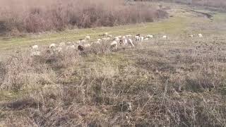 Nga Maraku Ijashar Vocit Resimi