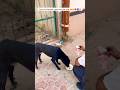 Trying to distribute some love 😍🥰❤️🧿 #trending #funny #shorts #viral #fyp