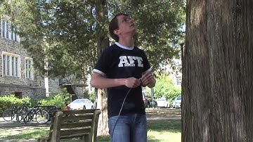 i-Tree process explained