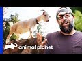 Pygmy Goat Playground Provides Endless Fun! | Animal Cribs