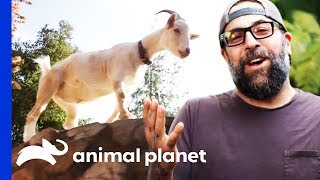 Pygmy Goat Playground Provides Endless Fun! | Animal Cribs