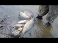 рыбалка в Комсомольске-на амуре весенний сазан на пляже кирова 2