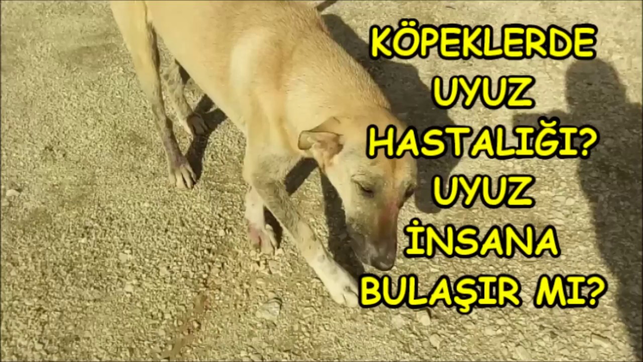 köpeklerde uyuz nasıl geçer