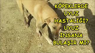 Kopeklerde Uyuz Hastaligi Ve Tedavisi Uyuz Insana Bulasir Mi Youtube