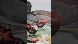 BIRDS: American Coot
