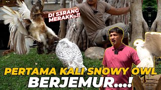 PERTAMA KALI SNOWY OWL BERJEMUR. LANGSUNG DI S3RANG MERAK2..!!