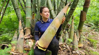 Harvesting Huge Bamboo Shoot - Chili Bamboo Shoots Making Process - Cooking