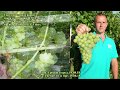 Столовые сорта винограда. Часть 1. Сезон 2018 (Table grape varieties. Part 1. Season 2018)