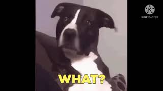 Funny Tenor GIF in your comment 😅😅😅😅😅😅