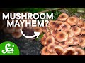 10 Fantastic Fungi Superpowers