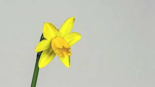 Daffodil Timelapse