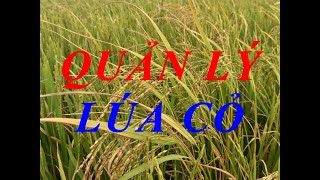 QUẢN LÝ LÚA CỎ TRÊN ĐỒNG RUỘNG - NGUYÊN LÝ