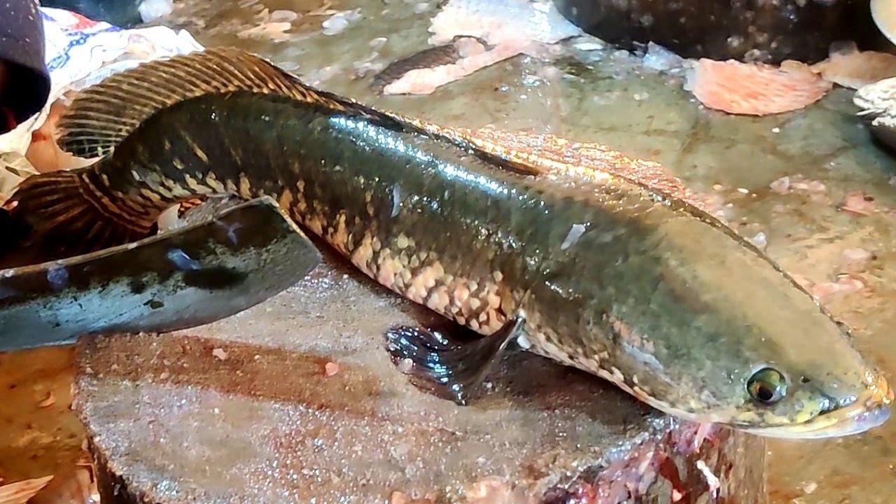Amazing Sola Fish Cutting Knife Skills | Big Snakehead Fish Cutting Live In Fish Market