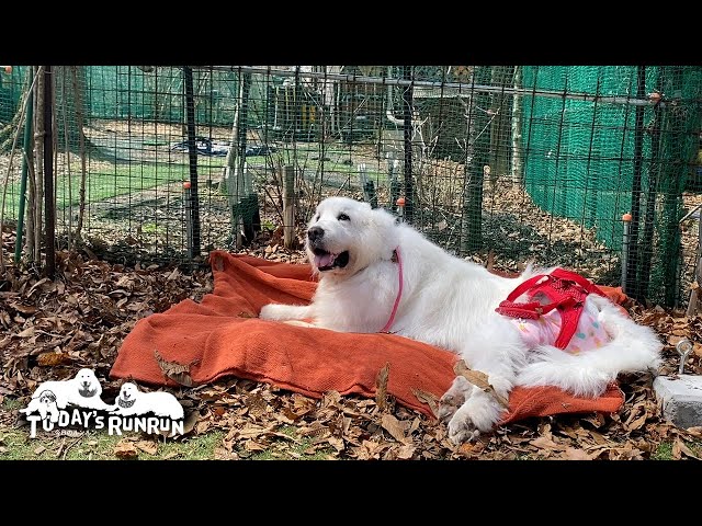 フカフカの落ち葉のベッドをのんびり楽しんだルンルンです　Great Pyrenees　グレートピレニーズ