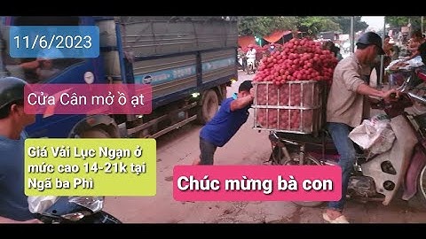 Giá Vải Thiều Lục Ngạn, Sáng 11/6/2023,  Cửa Cân Ồ Ạt Chúc Mừng Bà Con l Núi Đồi Lục Ngạn