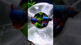 A living Naga passing through the Crystal Gate | ZenFlow Satisfying &amp; ASMR #shorts