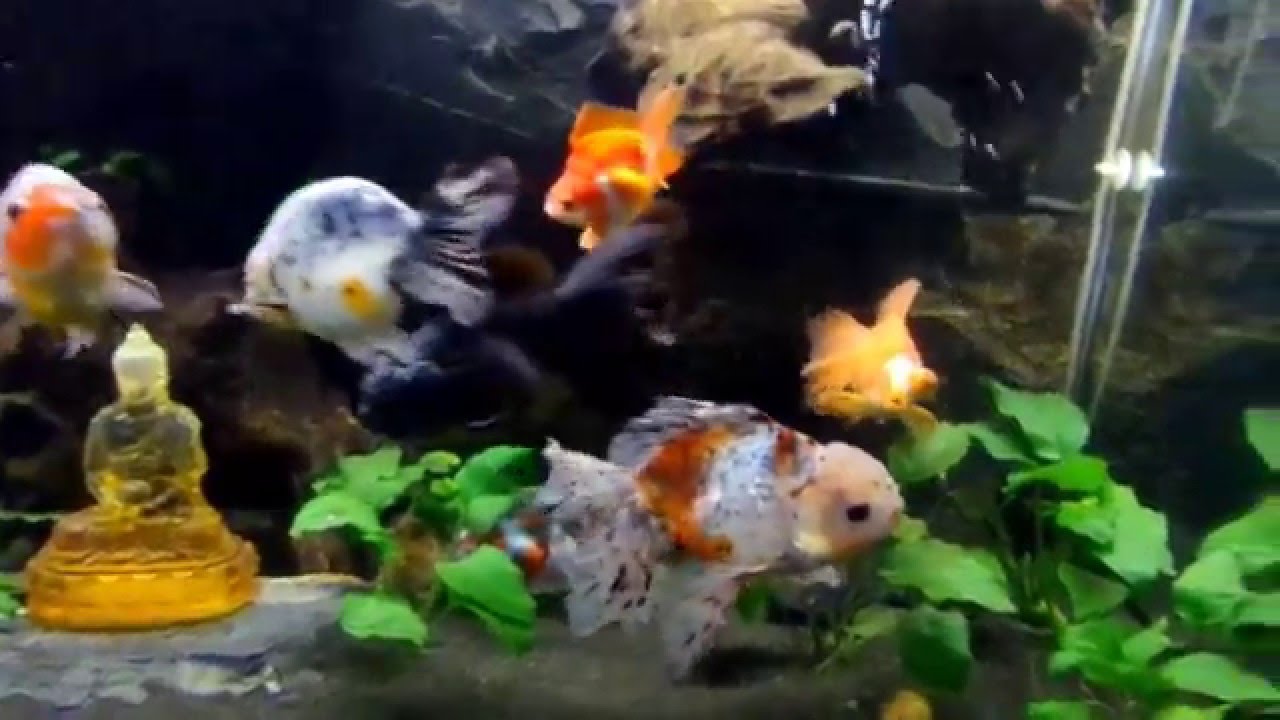 Fancy Goldfish Aquarium, new decoration more plants YouTube