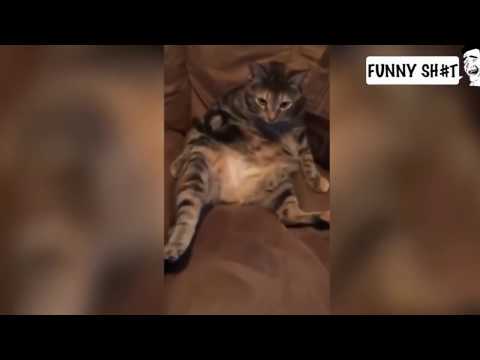 Cats are to funny you will die laughing-Funny cat complitation!!