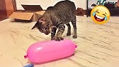 Funny Cats Videos Ever Part 394 Youtube