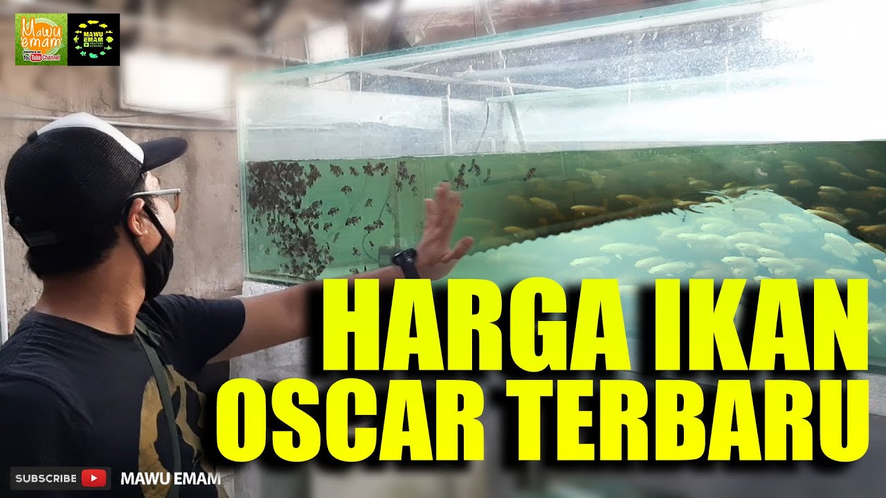 Harga Ikan Oscar Langsung Dari Gudangnya Youtube