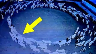200 sheep wake up at 12 a.m. and walk around in circles, and no one has guessed this riddle..