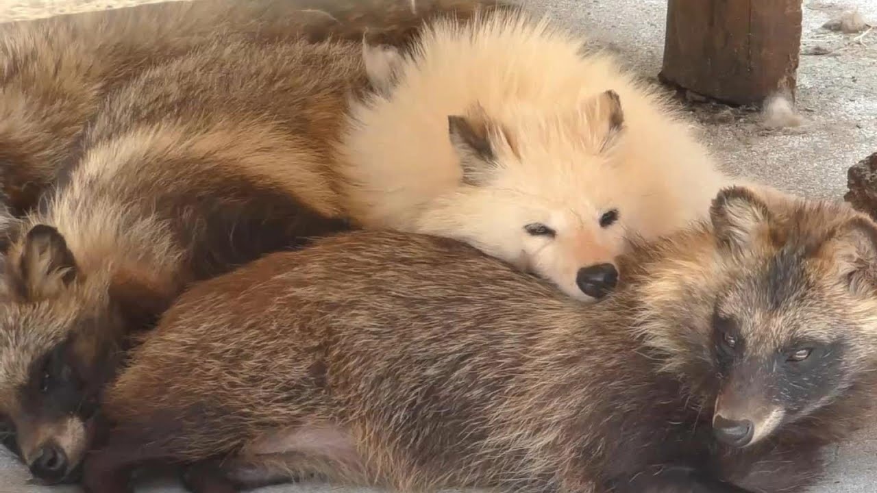 神秘的！！非常に珍しい全身が白色のタヌキ（ぶんぶく）しろとり動物園