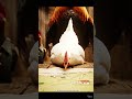 Etat major des poules