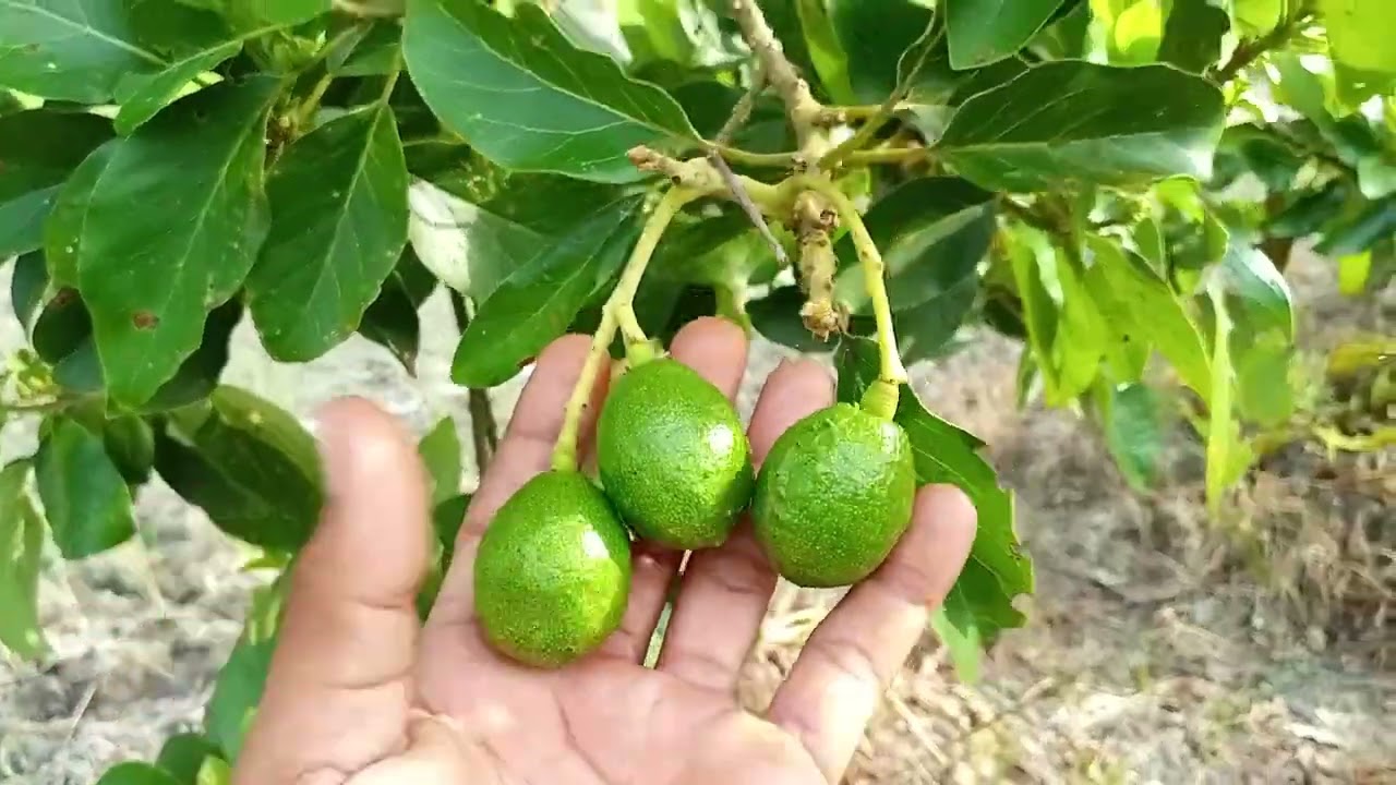 Alpukat di sawah kemarau ..palah pada bunga ya biar saja sapa tau ada ujan bisa jdi  buah 