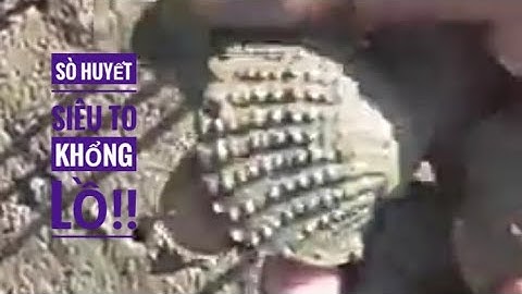 Anh 4 Cà Mau | Bắt sò huyết ở sông thật đã