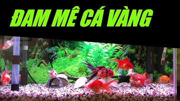 cá vàng-goldfish-金魚 những chú cá công nhân vệ sinh của bể cá. *03*