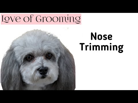 How To Trim Below a Dogs Nose