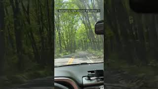 Coopers Rock State Forest.