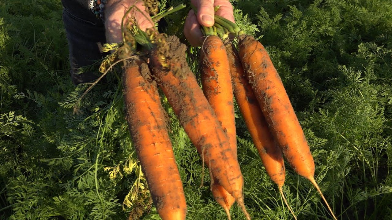 20-25 százalékkal több termés érhető el a Koppert Hungária Kft. trichoderma gombáinak használatával