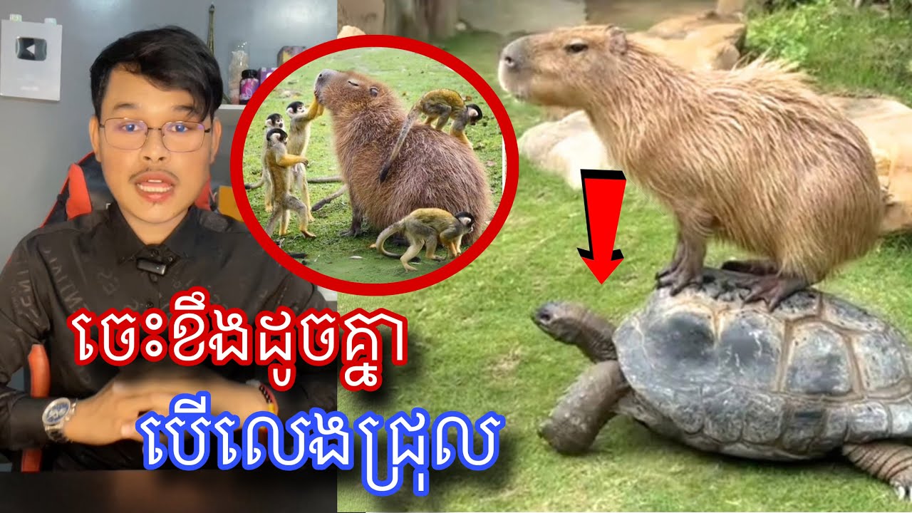 ហេតុផល3យ៉ាងដែលធ្វើអោយសត្វខាពីបារ៉ាចេះខឹង l Mr.Veasna2