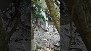 Un Énorme Crocodile À Singapour
