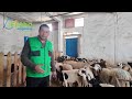 كل شيء عن سلالة الدمان الملكية جمعية مربي سلالة الدمان mp3