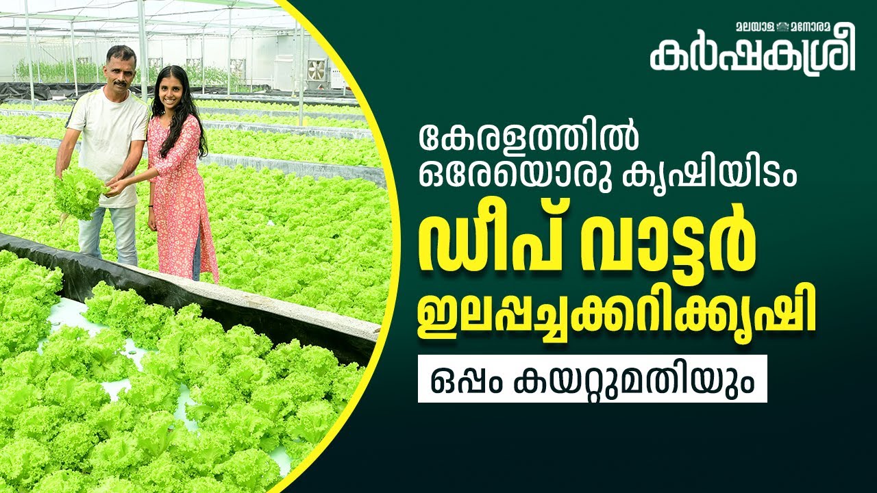കേരളത്തിൽ മറ്റൊരിടത്തുമില്ല ഇങ്ങനൊരു കൃഷിയിടം; ഡീപ് വാട്ടർ ഇലപ്പച്ചക്കറിക്കൃഷി, ഒപ്പം കയറ്റുമതിയും