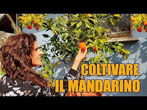 🍊🌱 Far germogliare il SEME del MANDARINO - Coltivare il Mandarino 👩🏼‍🌾