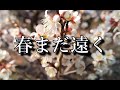 春まだ遠く