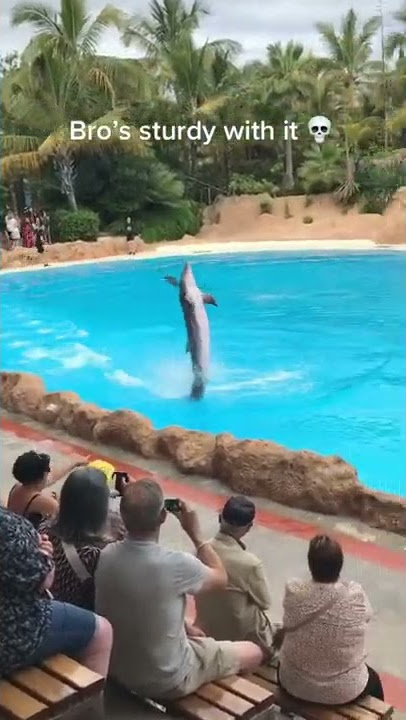 dolphin dancing tiktok created by user@Houseofhighlights