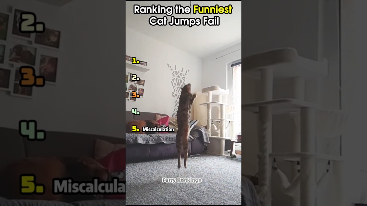 Ranking The Funniest Cat Jumps Fail! 😹