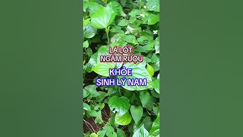 LÁ LỐT NGÂM RƯỢU KHỎE SINH LÝ NAM (rễ, thân, lá)