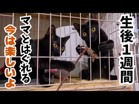 猫兄さん - YouTube