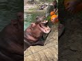 The Sound Of Hippos Eating 