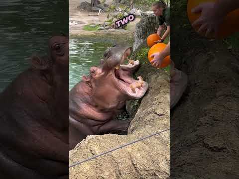 The Sound Of Hippos Eating