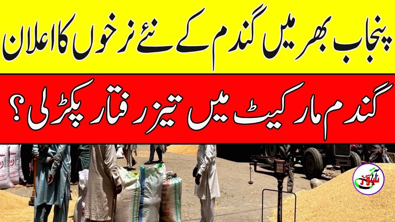 New Gandum ka rate today ||wheat rate in pakistan | /wheat price today ...