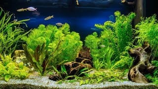 Getting Started with Aquascaping [Live Stream]