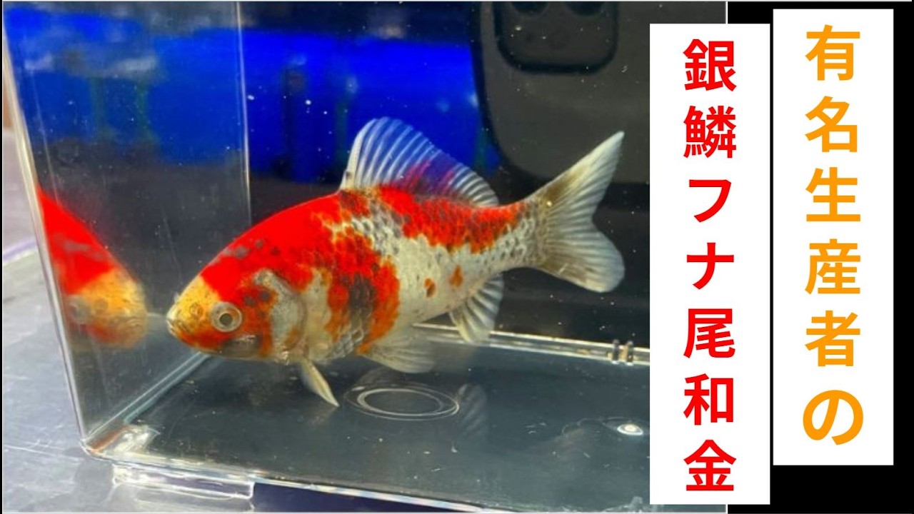 ★早い者勝ち★巨大水槽　サンコー  サンボックス★メダカや鯉を飼われている方に最適★ It's been a year and a half since I got my goldfish from a famous