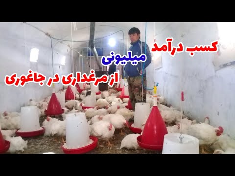 تصویری: چگونه می توان از تخم مرغ درآمد کسب کرد